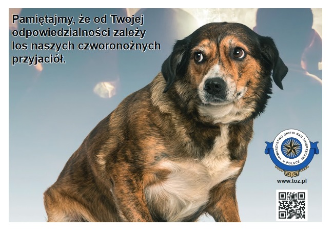 Zadbajmy o bezpieczeństwo zwierząt domowych w noc sylwestrową
