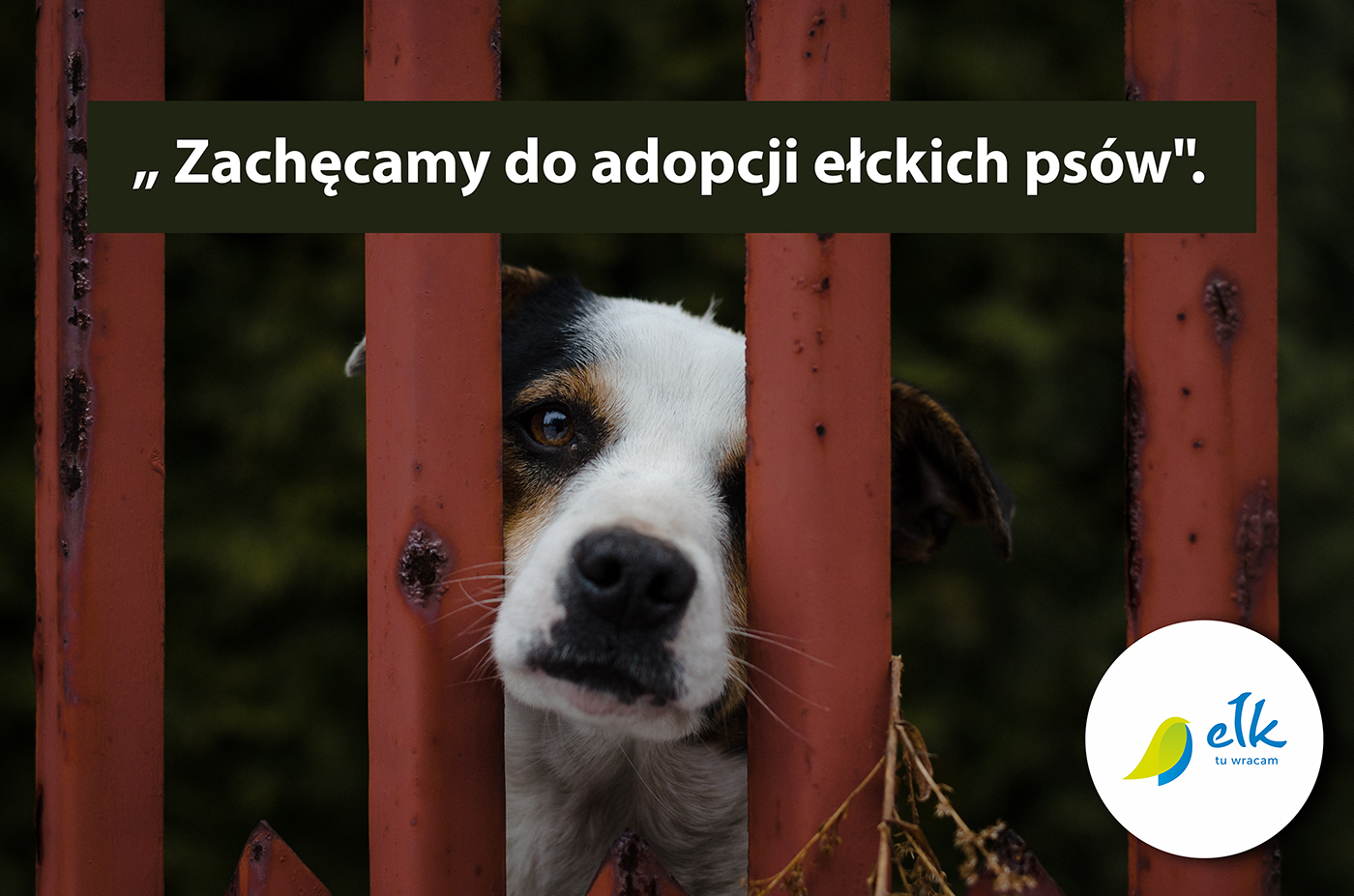 Įvaikinkite šunį iš prieglaudos