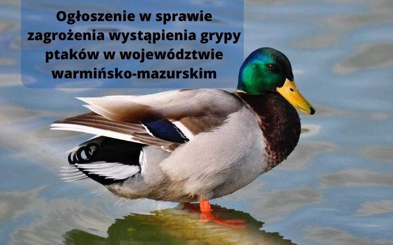 Pranešimas apie paukščių gripo grėsmę Pašilaičių-Masūrų vaivadijoje