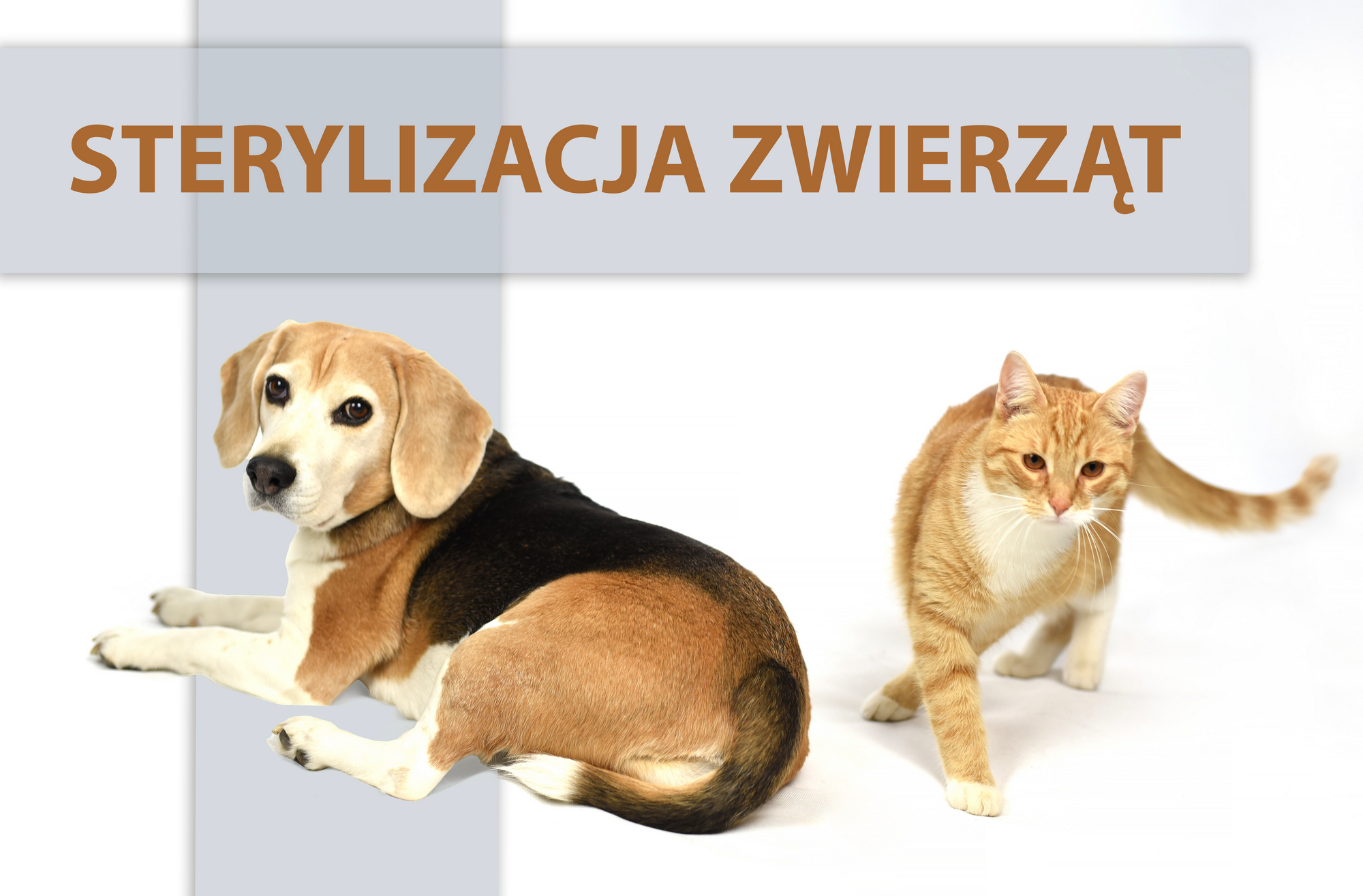 Gyvūnų sterilizavimo kampanija