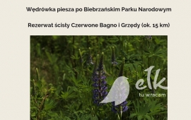 4 PORY ROKU NA BAGNACH - wędrówka piesza po Biebrzańskim Parku Narodowym