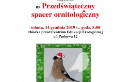 Przedświąteczny spacer ornitologiczny