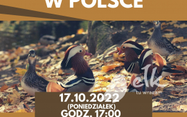 Mandarynka w Polsce - prelekcja Fatimy Hayatli