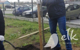 Zdjęcie: 6