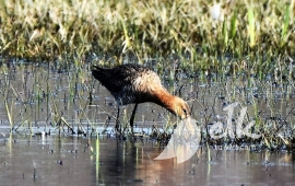 Off-road bird watching