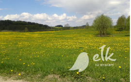 Zielarski walk-"Among the edible flowers"