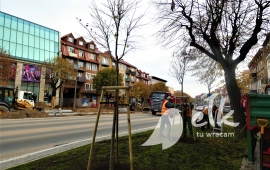 Autumn tree plantings in Ełku