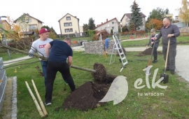 Nasadzenia drzew na osiedlu Grunwaldzkim