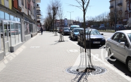 Planting trees on Wolska Polska street in Elk