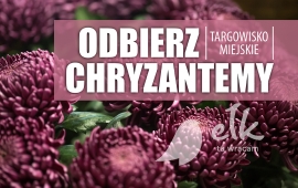 Gauti chrizantemos nemokamai