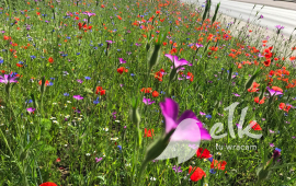 Flower meadows in Elk