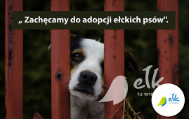Zdjęcie: 0