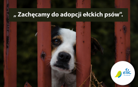 Adoptuj psa ze schroniska