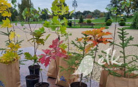 Azione "Dai via la spazzatura - ottieni un albero"