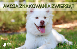 Zdjęcie: 0