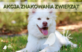 Zdjęcie: 0