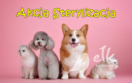 Zdjęcie: 0