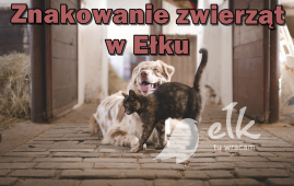 Zdjęcie: 0