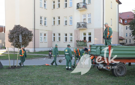 Nasadzenia drzew w 2024 roku