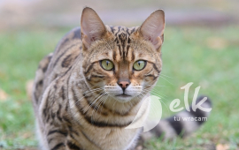 ACTION CASTRATION - free castration of free-living cats