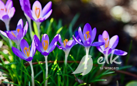 Hello, Spring! A few words about the first day of spring