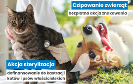 Dofinansowanie do kastracji i bezpłatne czipowanie zwierząt
