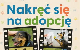 Rusza konkurs „Nakręć się na adopcję”