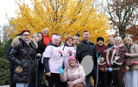 600 nowych żonkili rozkwitnie na wiosnę w centrum Ełku