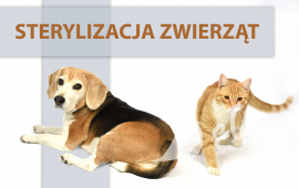 Rusza „Akcja Sterylizacja”