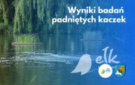 Wyniki badań znalezionych kaczek na osiedlu Północ II